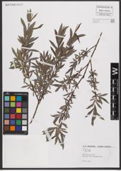 Foto von Salix L.